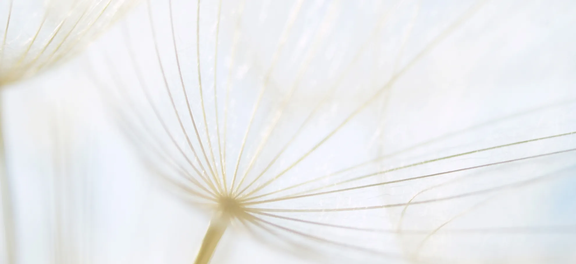Die feinen Samen einer Pusteblume im Licht
